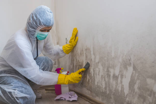 Best Toxic Mold Removal  in Akron, OH