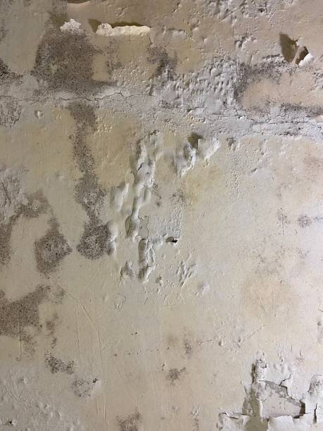 Best Mold Remediation Experts  in Akron, OH