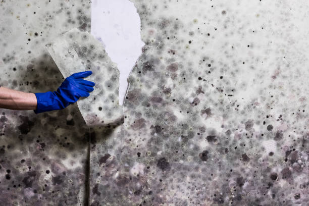 Best Residential Mold Removal  in Akron, OH