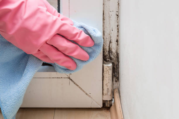 Best Local Mold Removal Service  in Akron, OH